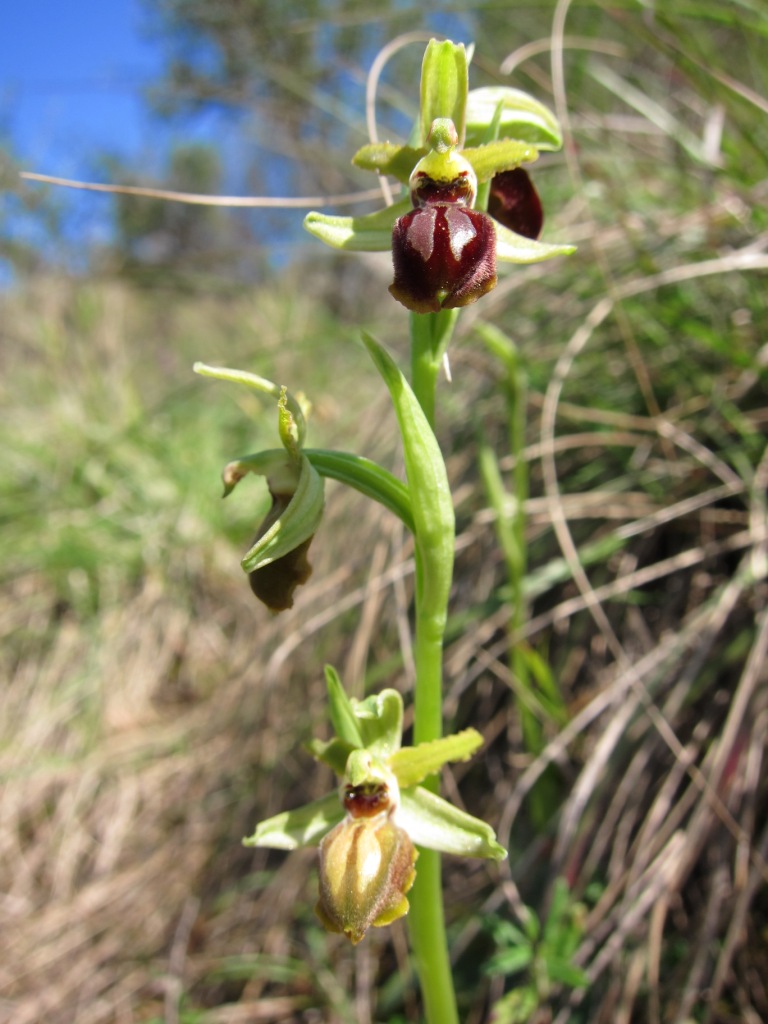 Ophrys sphegodes?